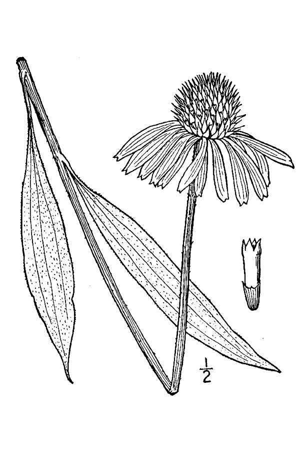 Coneflower Drawing at Explore collection of