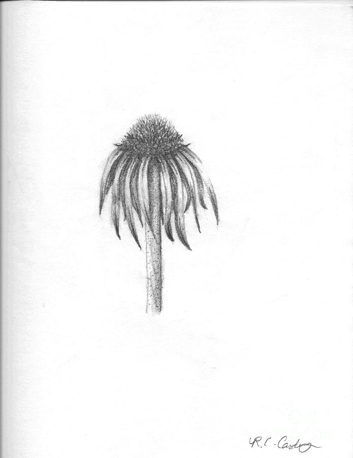 695x900 Lovely Coneflower Drawing - Coneflower Drawing