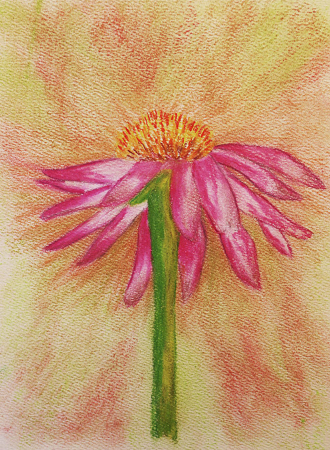 Coneflower Drawing at PaintingValley.com | Explore collection of ...