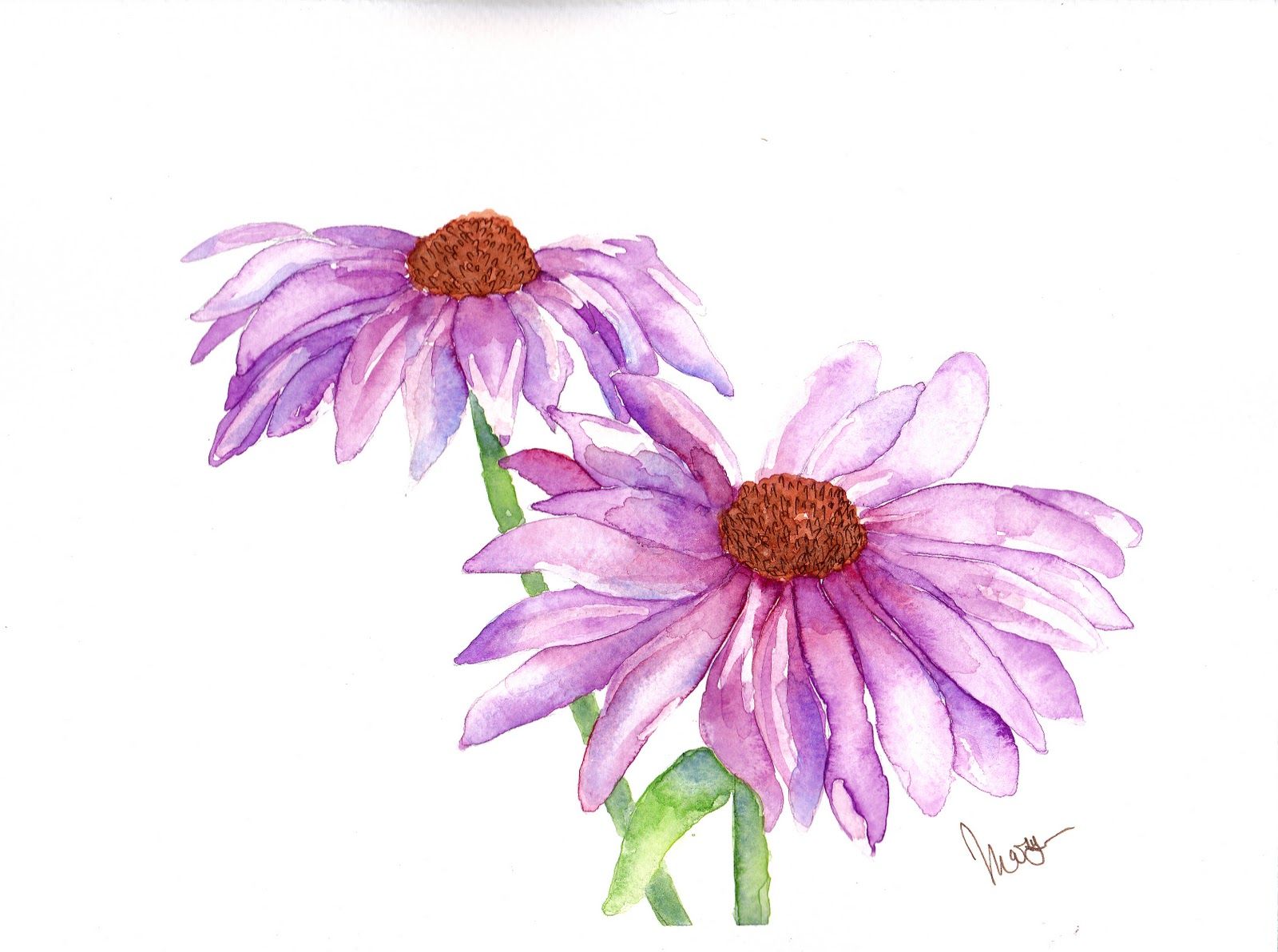 1600x1192 Purple Cone Flower Drawing Purple Coneflower Drawing Art - Coneflower Drawing