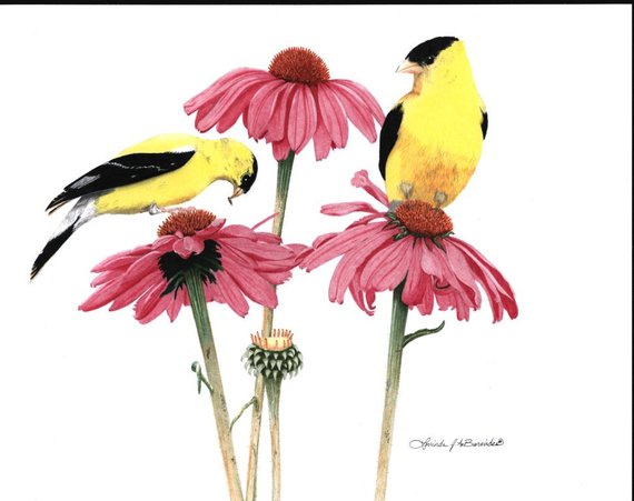 570x451 American Goldfinches On Coneflowers Colored Pencil Etsy - Coneflower Drawing