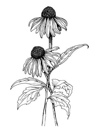 350x470 Purple Coneflower - Coneflower Drawing