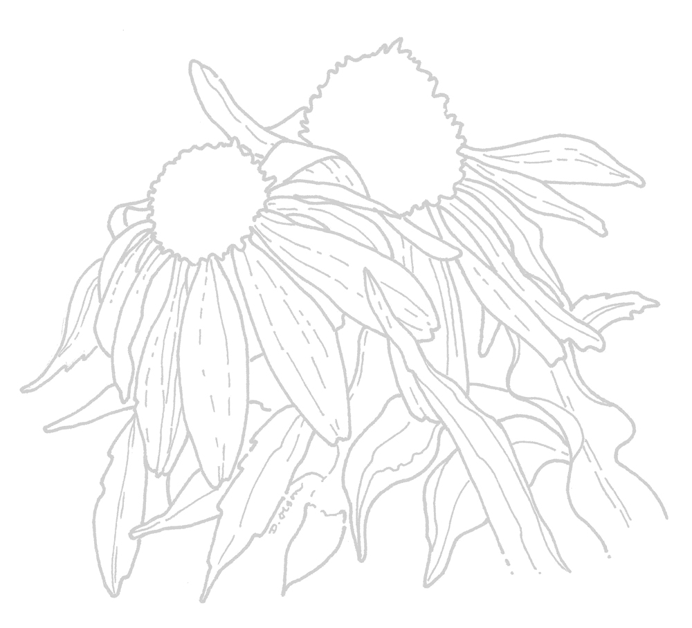 1000x908 Purple Coneflower Sketch And Marker Rendering - Coneflower Drawing