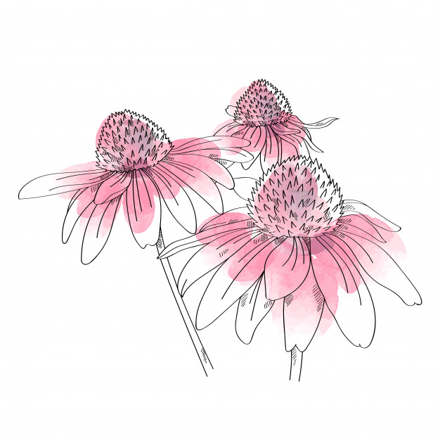 Coneflower Drawing at Explore collection of
