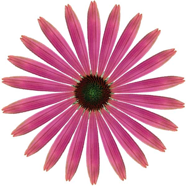 Coneflower Drawing at PaintingValley.com | Explore collection of ...