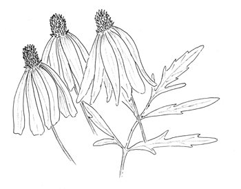 350x274 ratibida pinnata, prairie coneflower - Coneflower Drawing