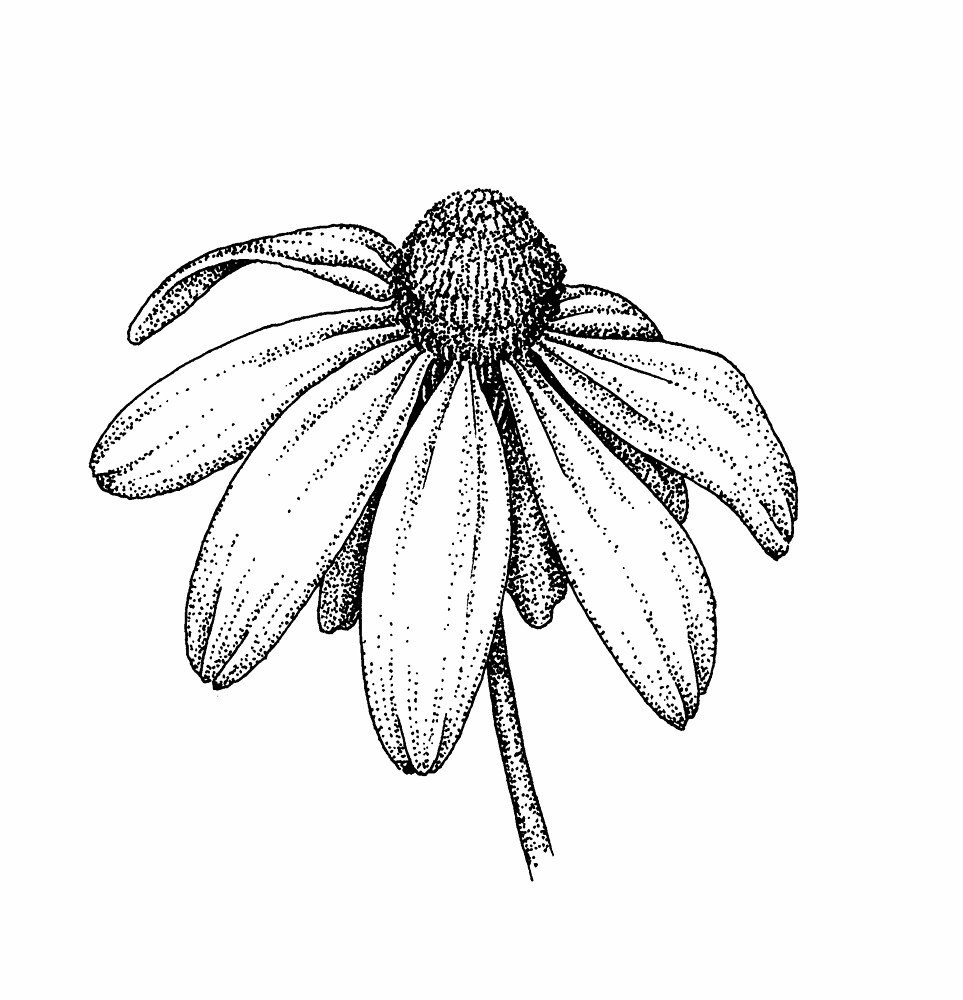 Coneflower Drawing at PaintingValley.com | Explore collection of ...