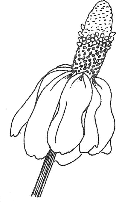 388x672 yellow prairie coneflower kansas wildflower of the year - Coneflower Drawing