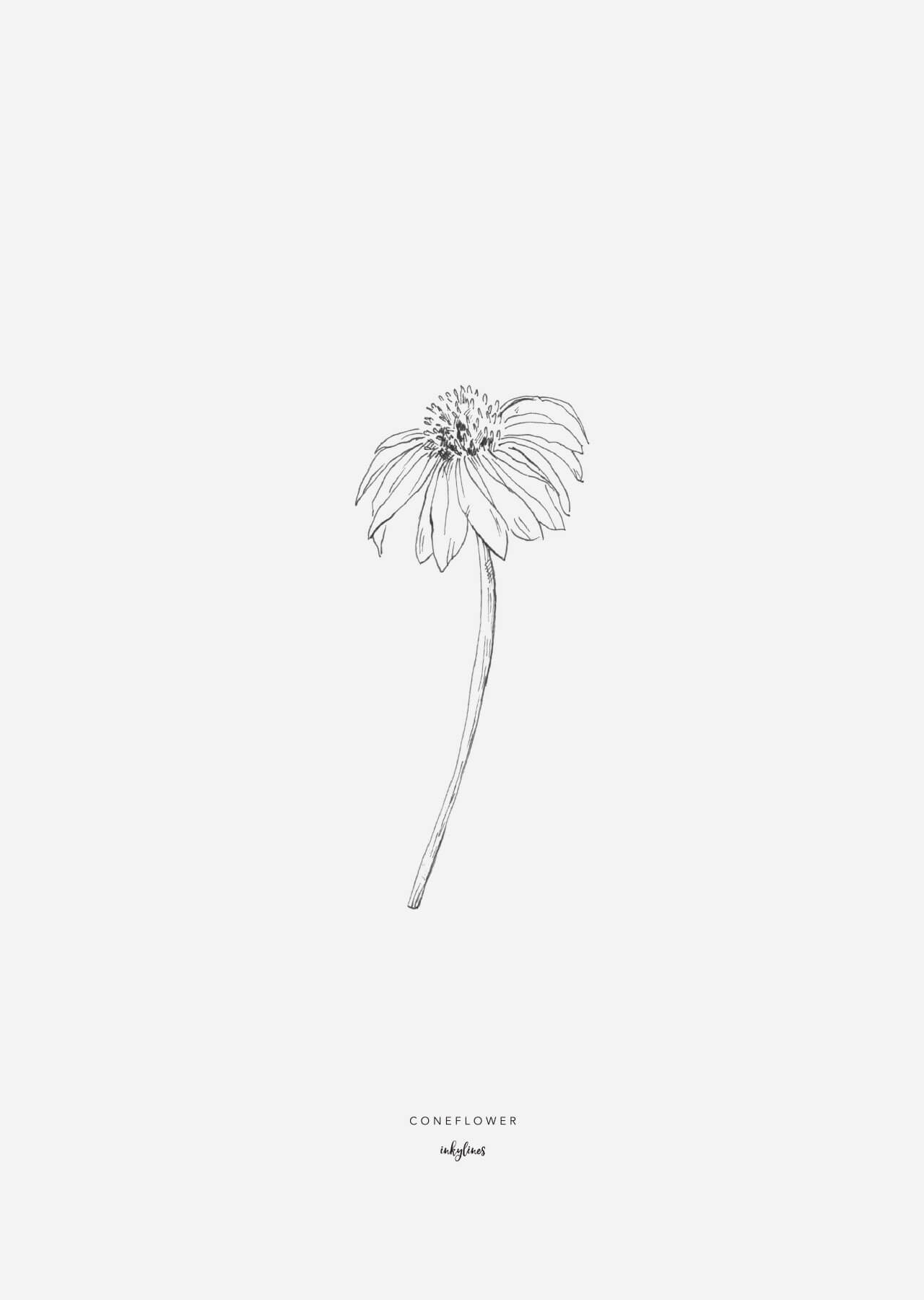 1280x1800 Inkylines - Coneflower Drawing