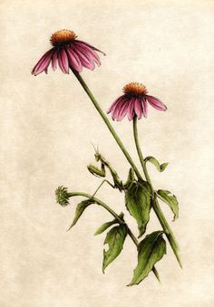236x339 Vintage Coneflower Drawing - Coneflower Drawing