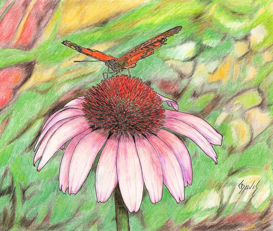 900x763 Butterfly On A Cone Flower Drawing - Coneflower Drawing