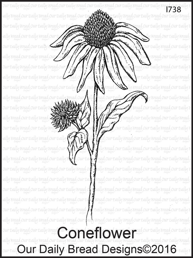 675x900 Coneflower - Coneflower Drawing