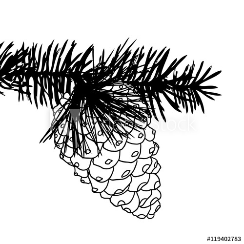 500x500 conifer cone on pine tree branches, pine cone, hand drawing - Conifer Drawing