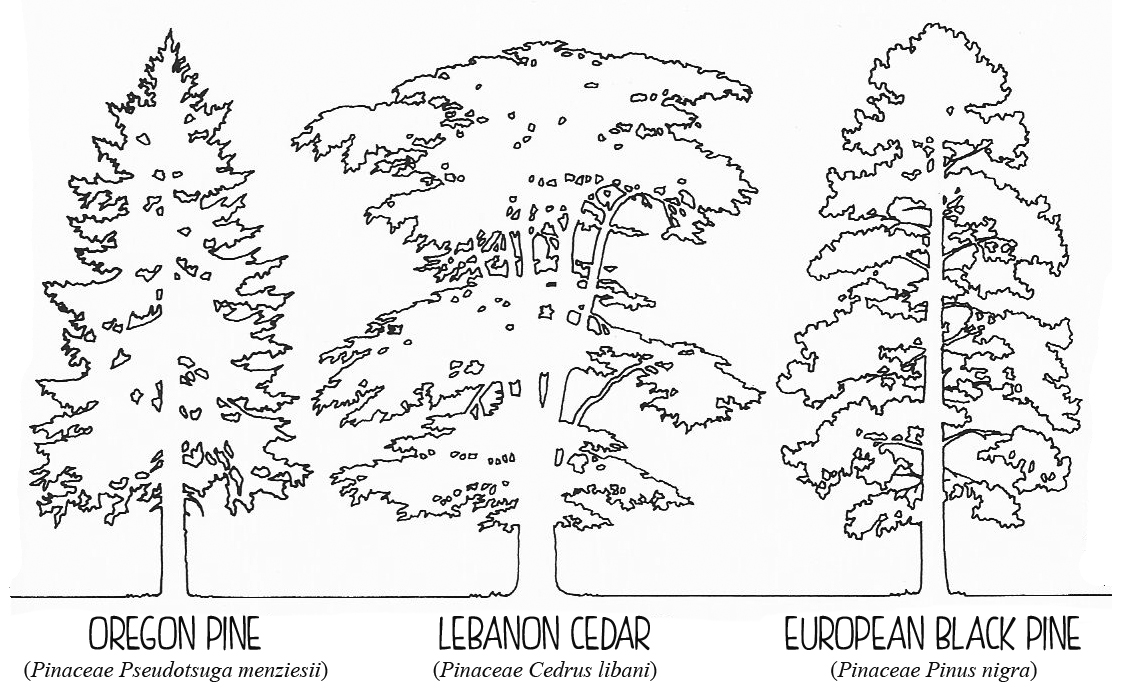 1130x694 drawing trees conifers silhouettes in elevation brave drawn world - Conifer Drawing