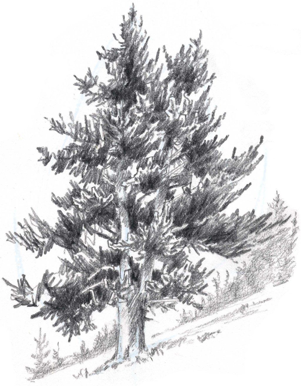 1024x1312 how to draw trees conifers trees conifer trees, drawings - Conifer Drawing