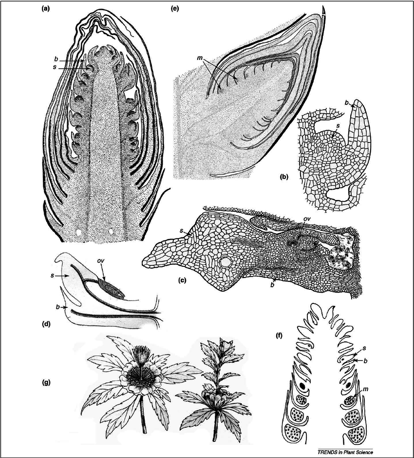 850x939 line drawings of normal conifer cones - Conifer Drawing