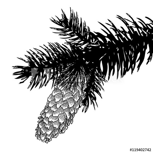 500x500 sketch hand drawing pine cone on tree branch with needles on white - Conifer Drawing