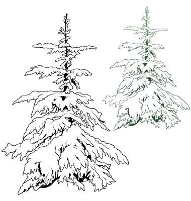 380x400 snowy conifer, spruce tree spruce tree in tree - Conifer Drawing