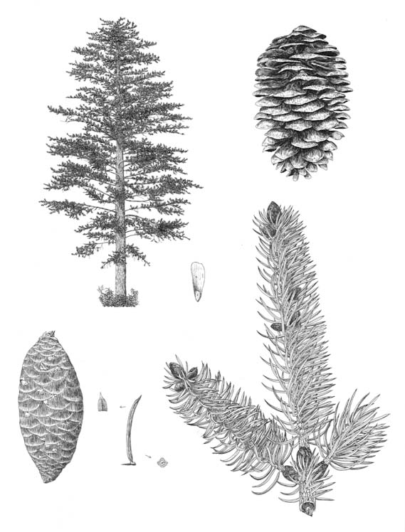 Conifer Drawing at PaintingValley.com | Explore collection of Conifer ...