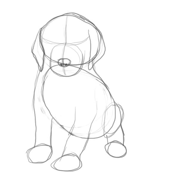 600x600 How To Draw A Puppy - Construction Line Drawing