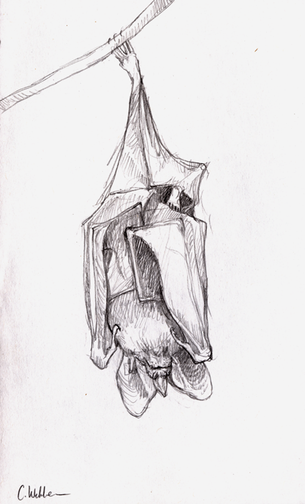 305x504 Contact - Contact Drawing