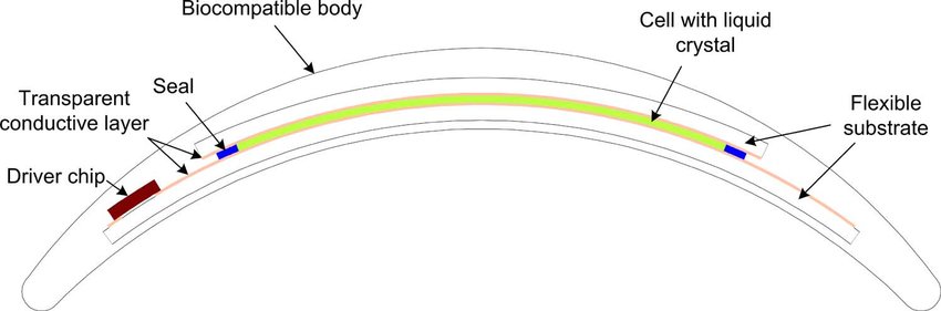 850x281 conceptual drawing of the contact lens display download - Contact Lens Drawing