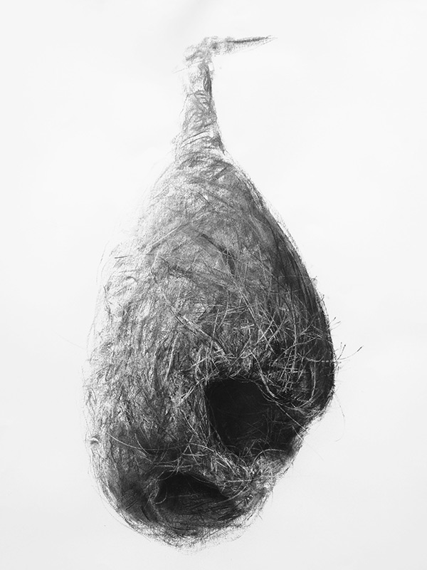 600x800 Bird Nest - Contemporary Still Life Drawing