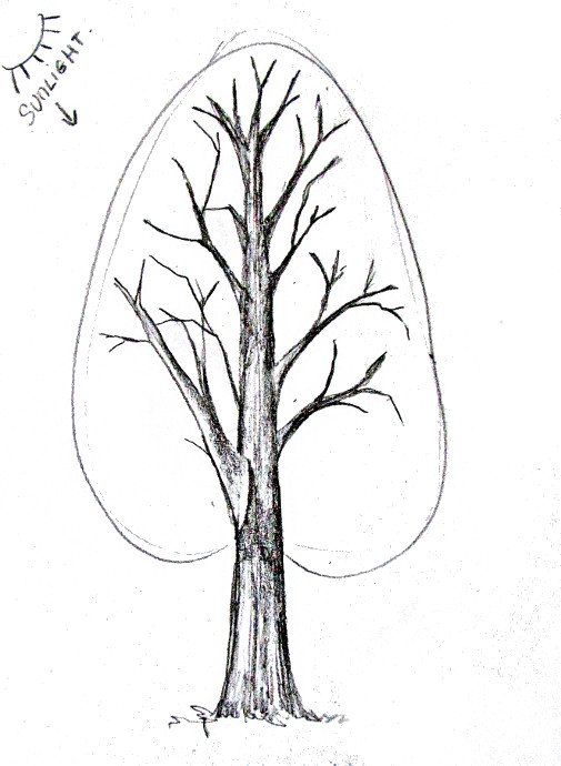 505x690 How To Draw A Tree - Content Drawing