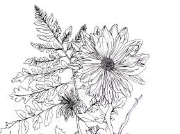 259x194 contour flower drawing missoula, montana, zootown arts - Contour Drawing Flower