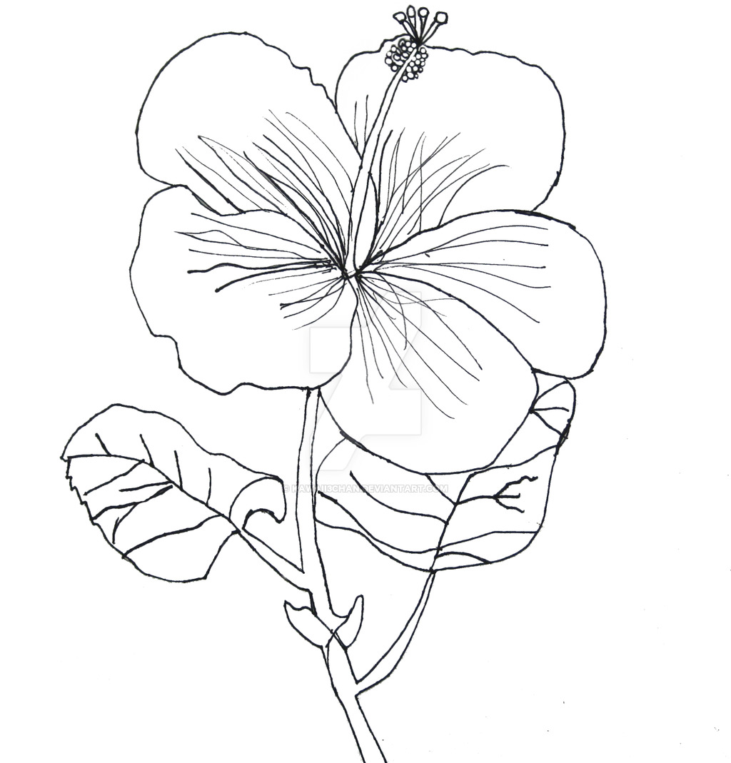 easy contour flower drawings