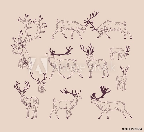 500x458 Collection Of Drawings Of Deer In Various Poses - Contour Line Hand Drawing
