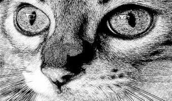 340x200 Photo To Pencil Sketch Converter - Convert Photo To Pencil Drawing Online Free