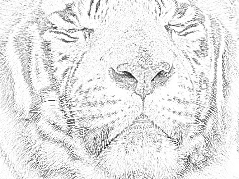 768x576 What Software Is Recommended To Convert My Pic To Line Drawing - Convert To Drawing