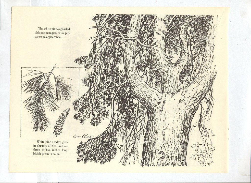 1024x744 the world's best photos of drawing and recipes - Cookbook Drawing