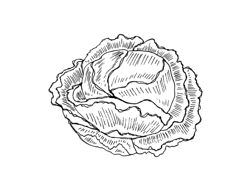 875x656 cabbage, cookbook illustration - Cookbook Drawing