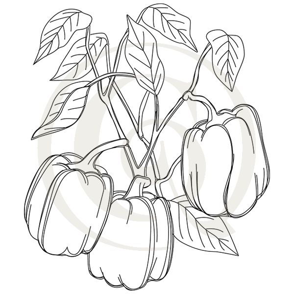 600x600 Bell Pepper Etching Svgdxf Cooking Drawing Craft Genesis - Cooking Drawing