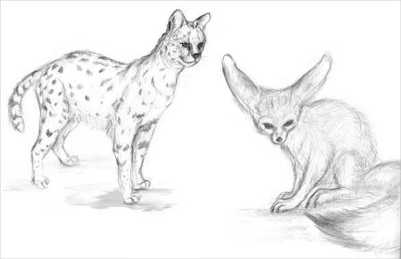 585x378 Animal Drawings - Cool Animal Drawings