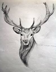 198x255 Image Result For Cool Drawings Of Animals Puranjay Drawings - Cool Animal Drawings