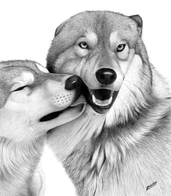 600x688 Beautiful And Realistic Animal Sketches For Your Inspiration - Cool Animal Drawings