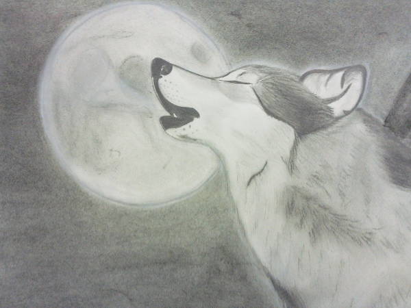 600x450 Simple Drawings - Cool Animal Drawings