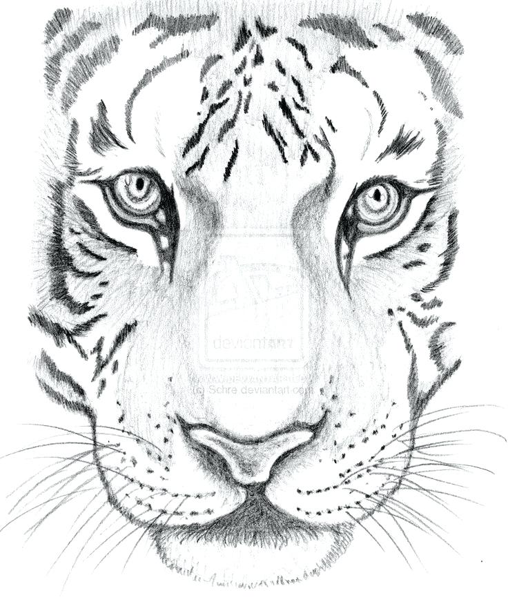 Cool Animal Drawings at PaintingValley.com | Explore collection of Cool