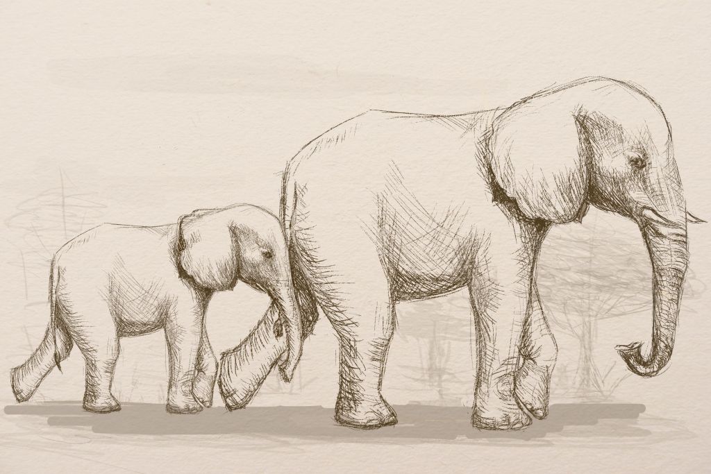 1024x683 How To Draw An Elephant - Cool Elephant Drawings