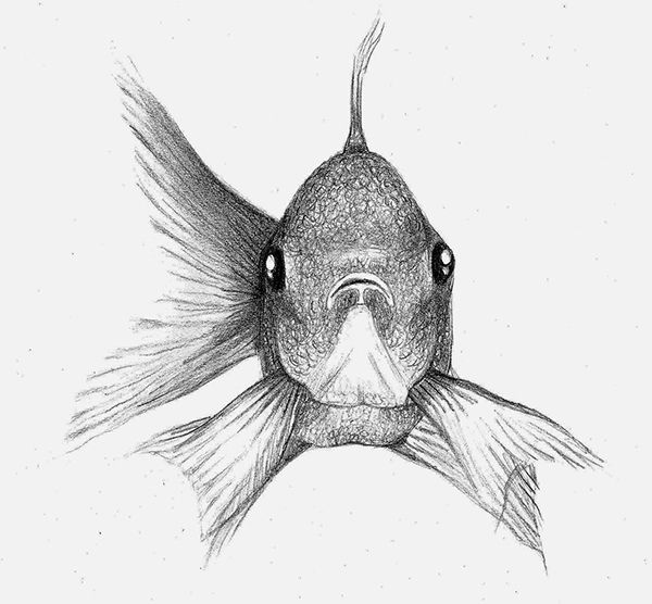 600x556 Fish Sketch On Behance Tats In Fish Sketch, Fish Art - Cool Fish Drawings