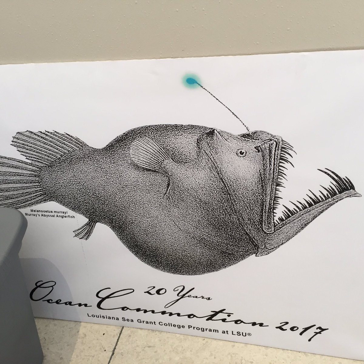 1200x1200 Prosanta Chakrabarty On Twitter Ocean Commotion Lots - Cool Fish Drawings