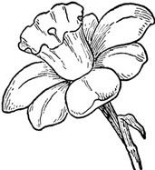 171x187 Cool Flower Drawings - Cool Flower Drawings