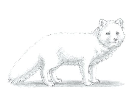 550x425 How To Draw Cool Animals How To Draw An Arctic Fox Draw Wild - Cool Fox Drawings