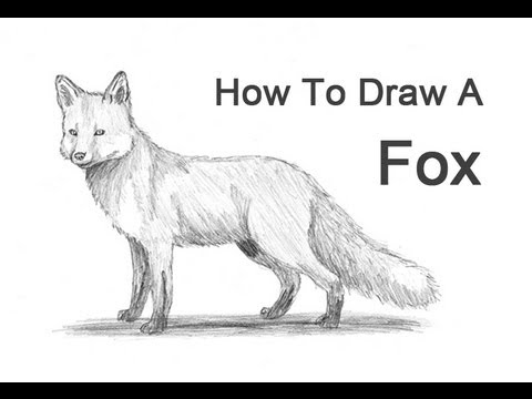 480x360 How To Draw A Fox - Cool Fox Drawings