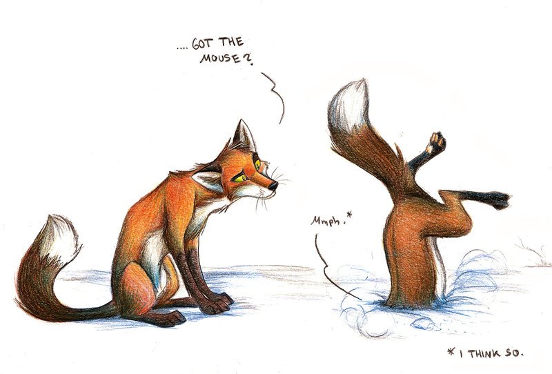 800x542 Professional Project - Cool Fox Drawings