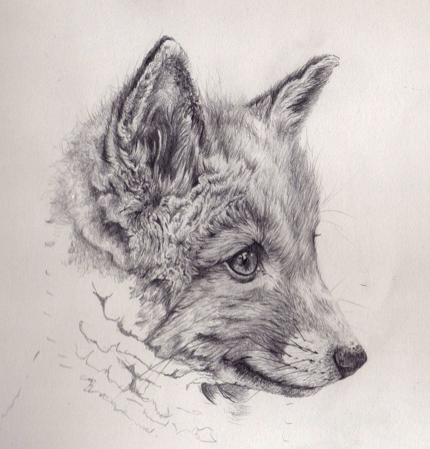 875x913 Cool Fox Drawings Fox Cub Mechanical Pencil Drawing - Cool Fox Drawings