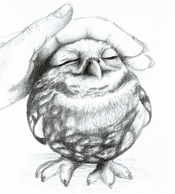 600x665 clever owl drawings for inspiration - Cool Owl Drawings